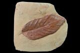 Red Fossil Leaf - Montana #135630-1